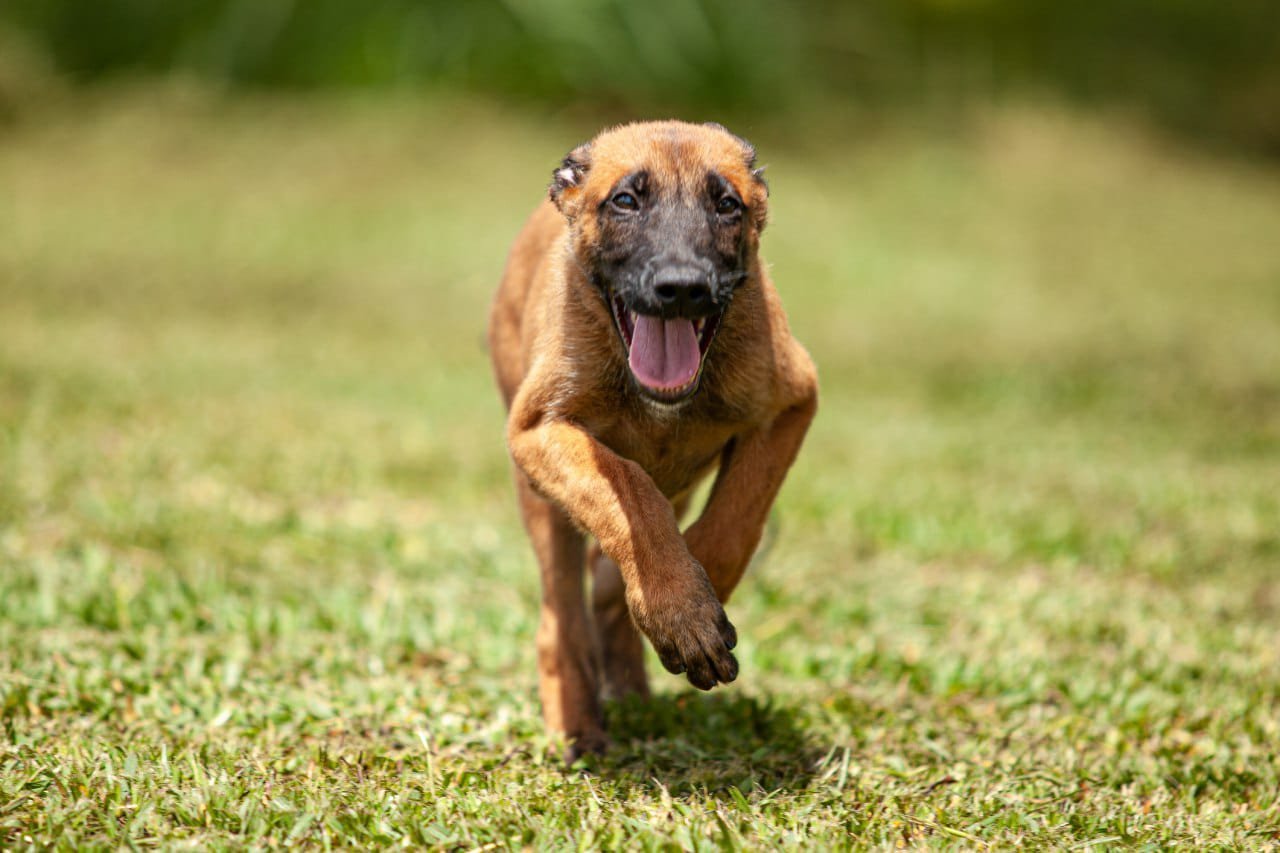 Cachorro de competição corrida Clearance