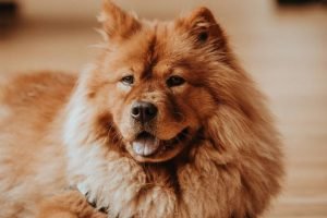 Chow chow