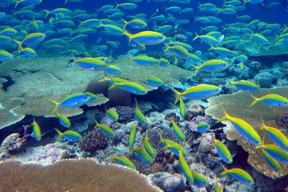 Cientistas completam o primeiro mapa mundial de recifes de coral
