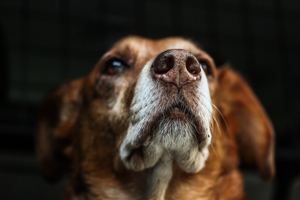 Sonhar com Cachorro: Veja Significados e Como Interpretar