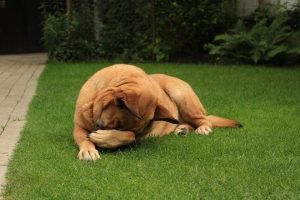 Cachorro na grama