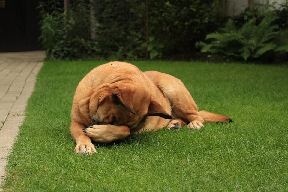Cachorro na grama