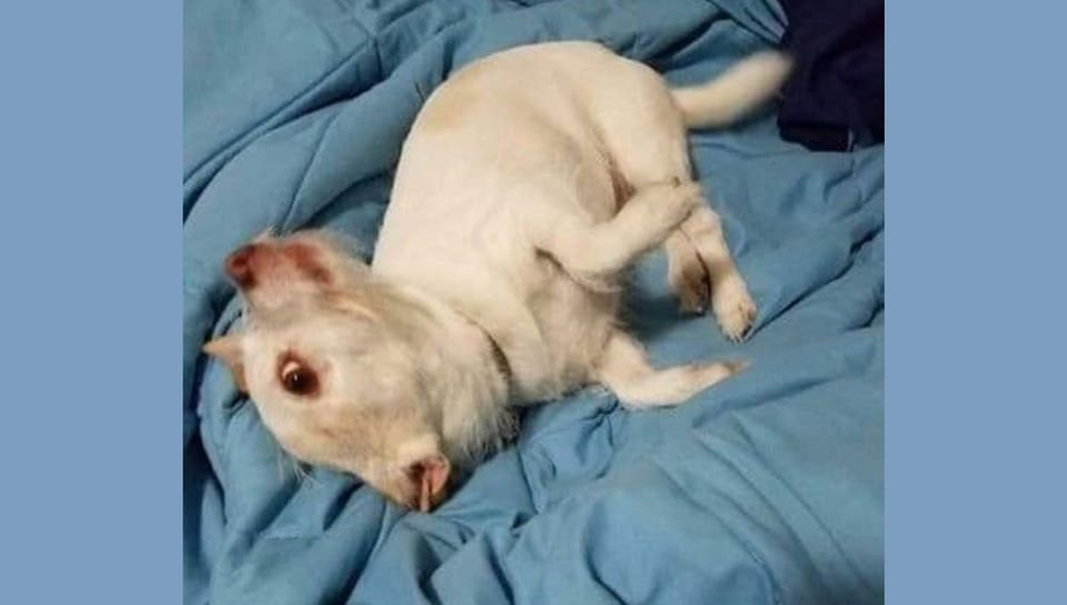 Foto de cão com ilusão de ótica viraliza e intriga internautas