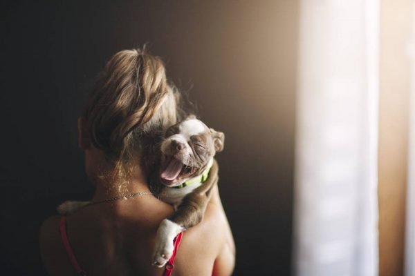 girl holding yawning Boston Terrier puppy