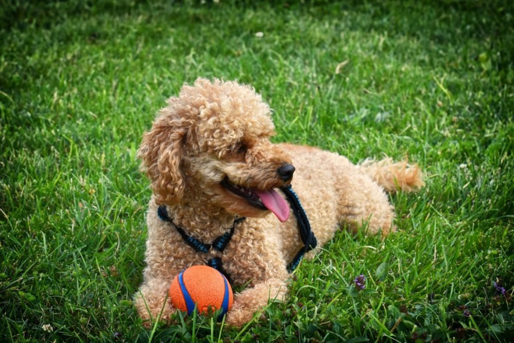 Confira As 10 Raças De Cachorros Mais Inteligentes Do Mundo | Metrópoles