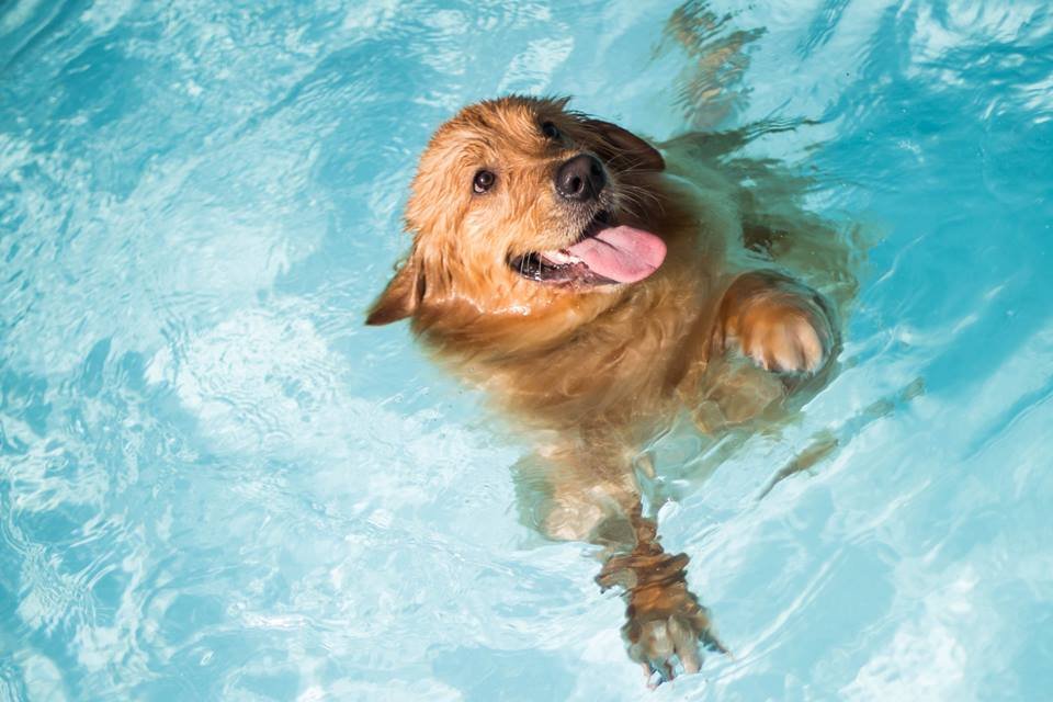 Verão seis dicas para tutores se divertirem com pets na piscina Metrópoles