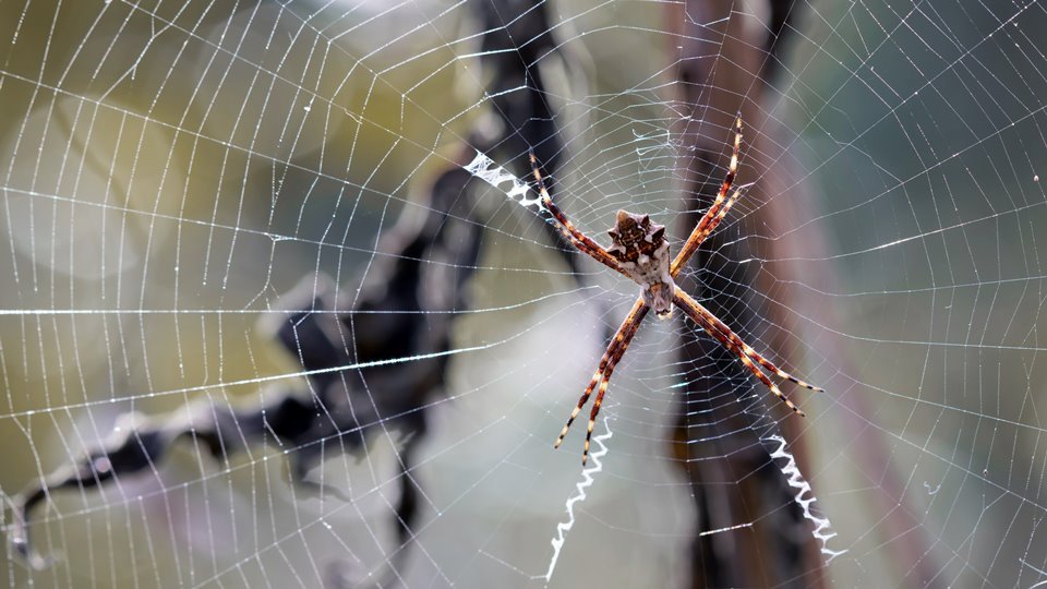 O que significa sonhar com aranhas?