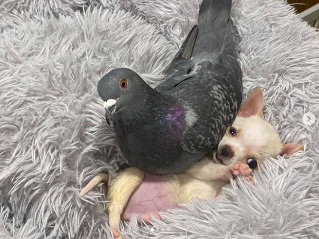 Amizade entre pombo e chihuahua