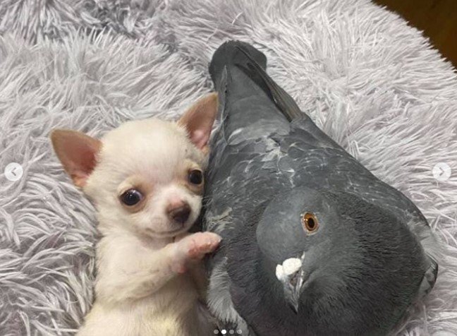 Amizade entre pombo e chihuahua