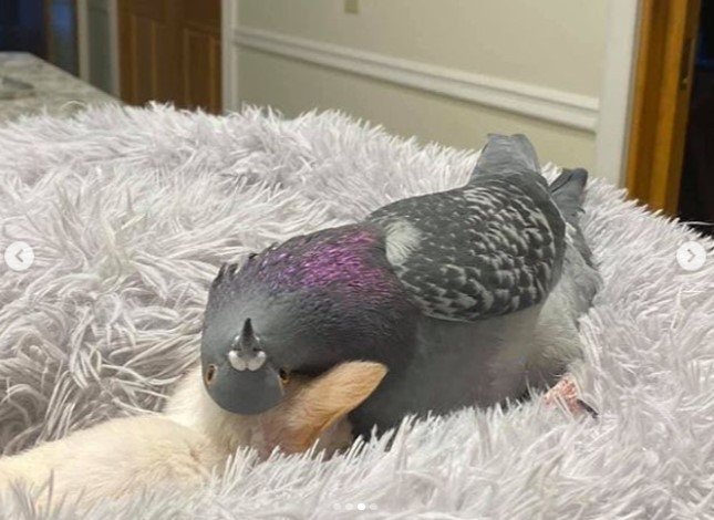 Amizade entre pombo e chihuahua
