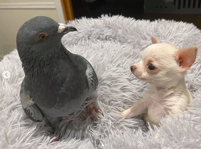 Amizade entre pombo e chihuahua