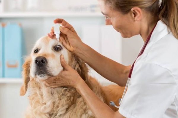Conjuntivite em cães: como tratar a doença?