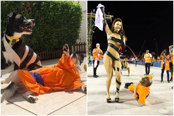 Cães recriam foto de Deborah Secco no Carnaval e viralizam