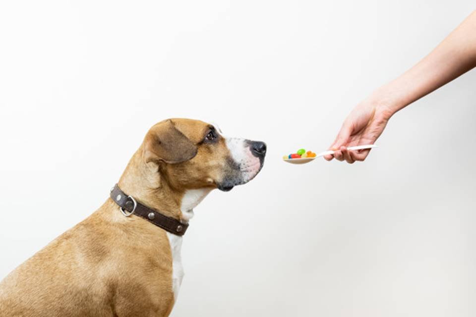 Veterinária alerta sobre o perigo da automedicação em pets