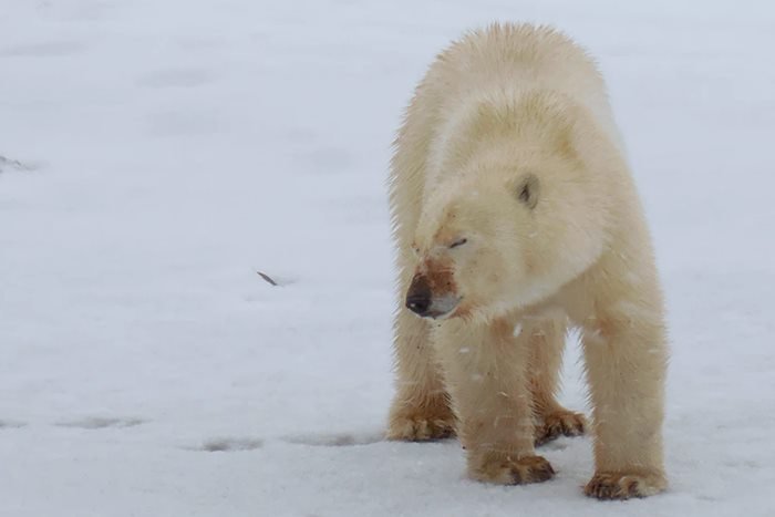 Gripe aviária mata pela 1ª vez um urso polar e põe especialistas em alerta