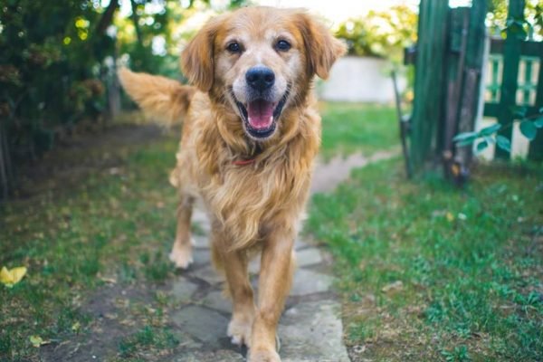 Saúde pet: como fazer um cachorro muito magro ganhar peso?