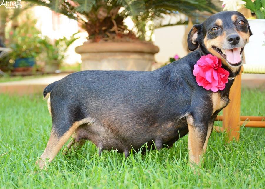 Cachorrinha gestante