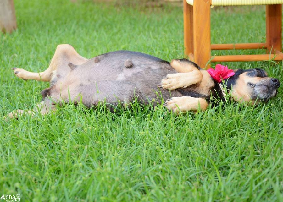Cachorrinha gestante