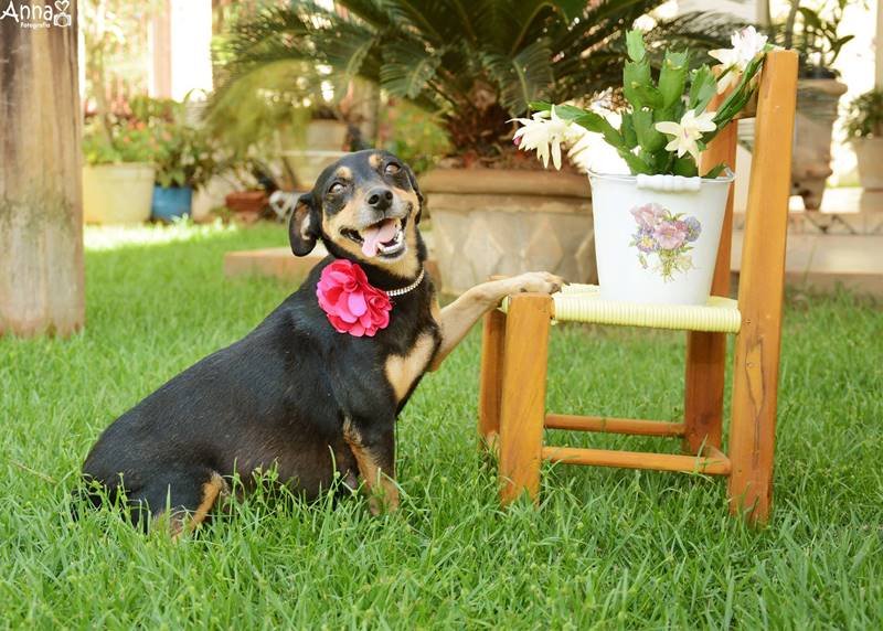 Cachorrinha gestante