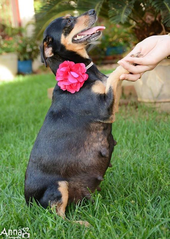 Cachorrinha gestante