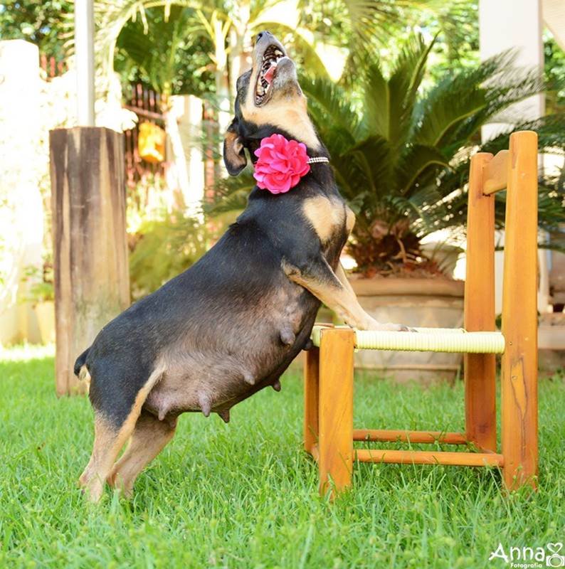 Cachorrinha gestante