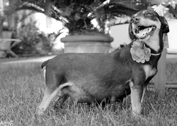 Cachorrinha gestante