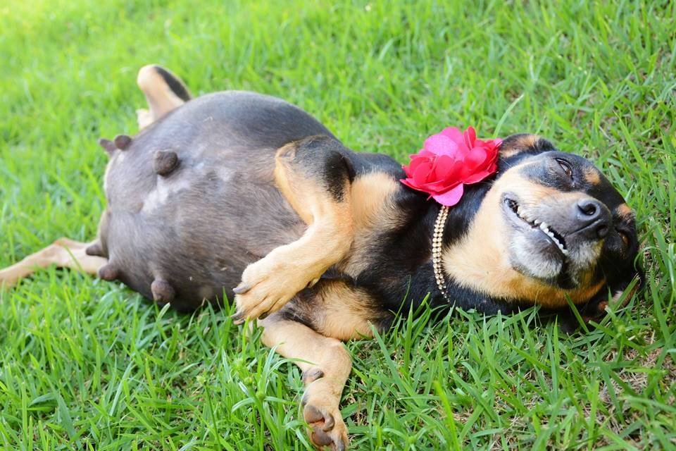 Cachorrinha gestante