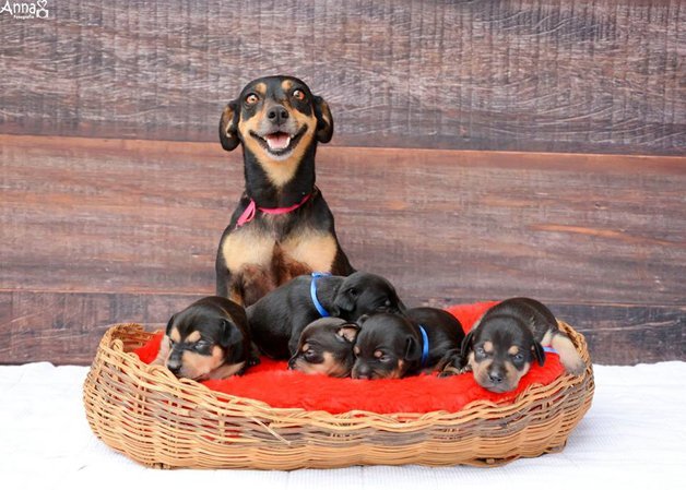 Cachorrinha gestante