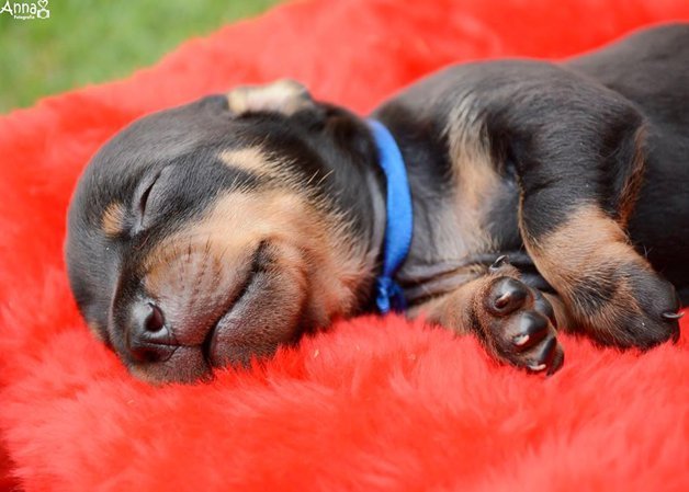 Cachorrinha gestante