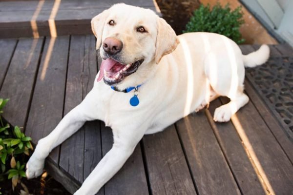 Cachorro labrador retriever