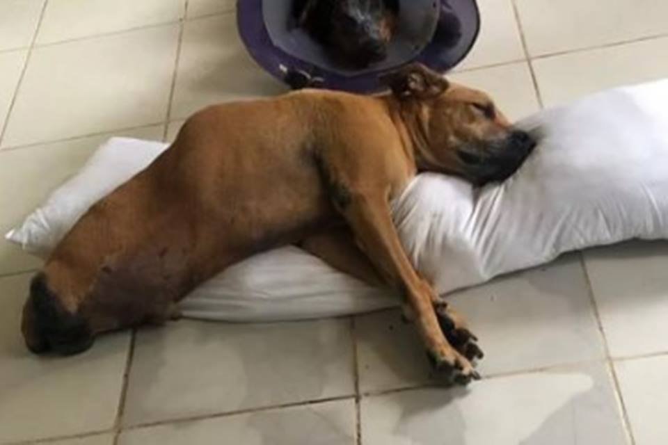 Cachorro sem as patas traseiras descansa em uma almofada