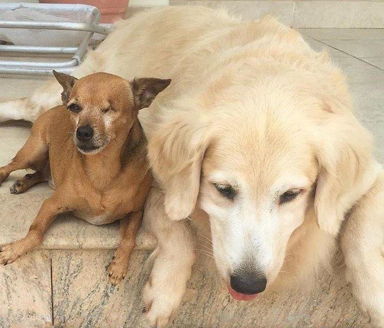 rambo (esq) cachorro de gracyanne barbosa