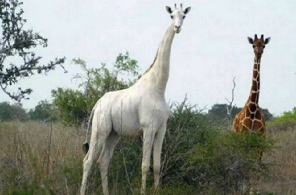 Girafa branca do Quênia