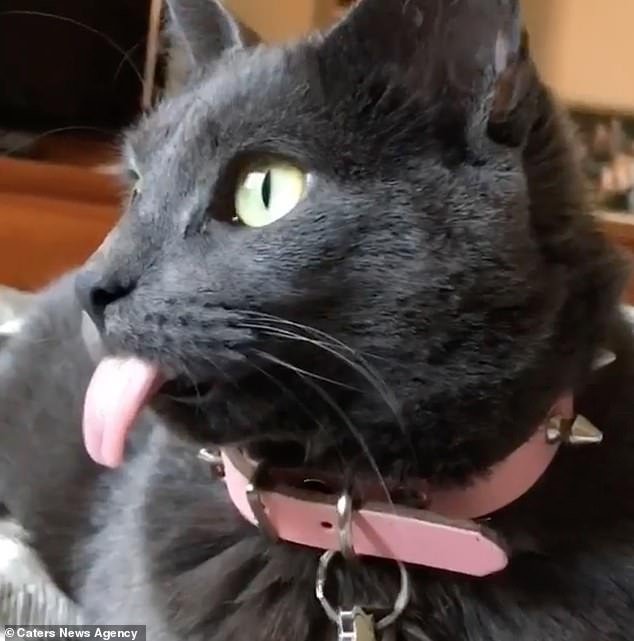 Fofo! Gatinho que vive com a língua de fora conquista a web Metrópoles