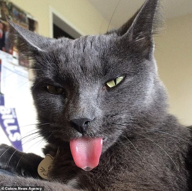 Fofo! Gatinho que vive com a língua de fora conquista a web Metrópoles
