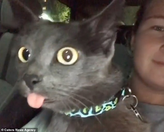 Fofo! Gatinho que vive com a língua de fora conquista a web Metrópoles