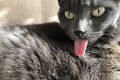 Gato cinza com a língua para fora