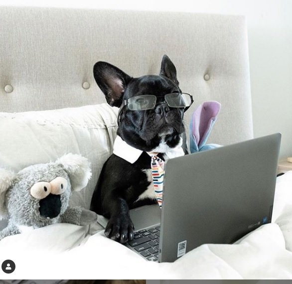 Pets trabalhando