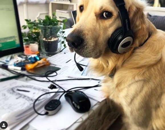 Pets trabalhando