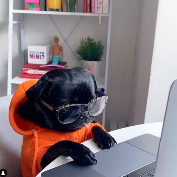 Pets trabalhando