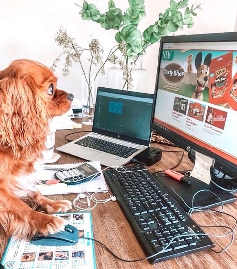 Pets trabalhando