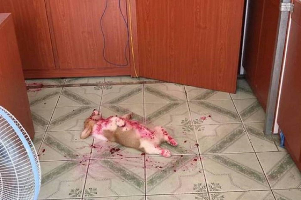 pets cãozinho da raça corgi