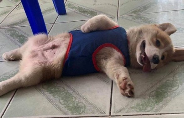 pets cãozinho da raça corgipets cãozinho da raça corgi