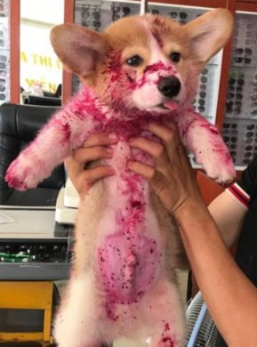 pets cãozinho da raça corgi