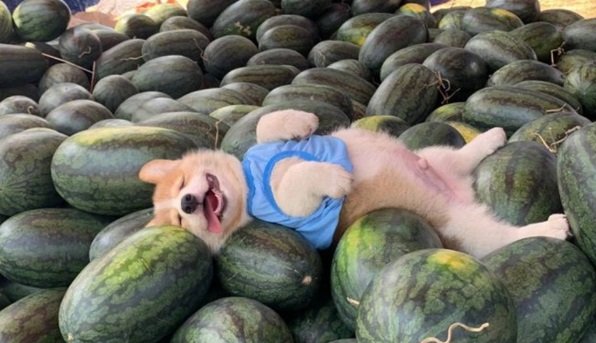 pets cãozinho da raça corgi