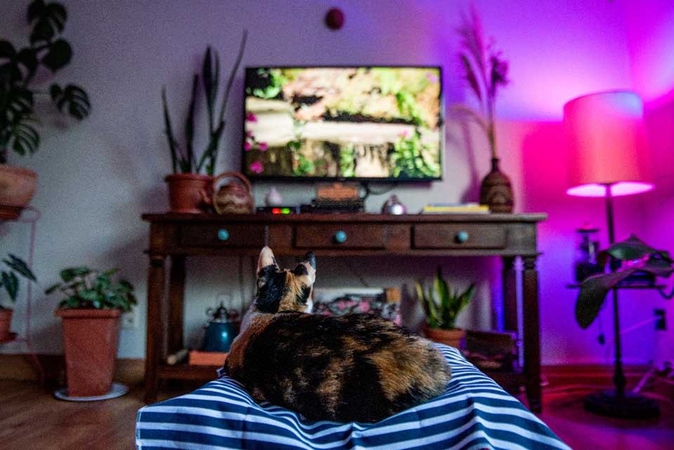 Gato na TV