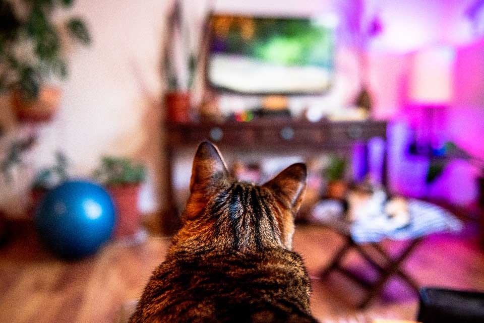 Gato na TV
