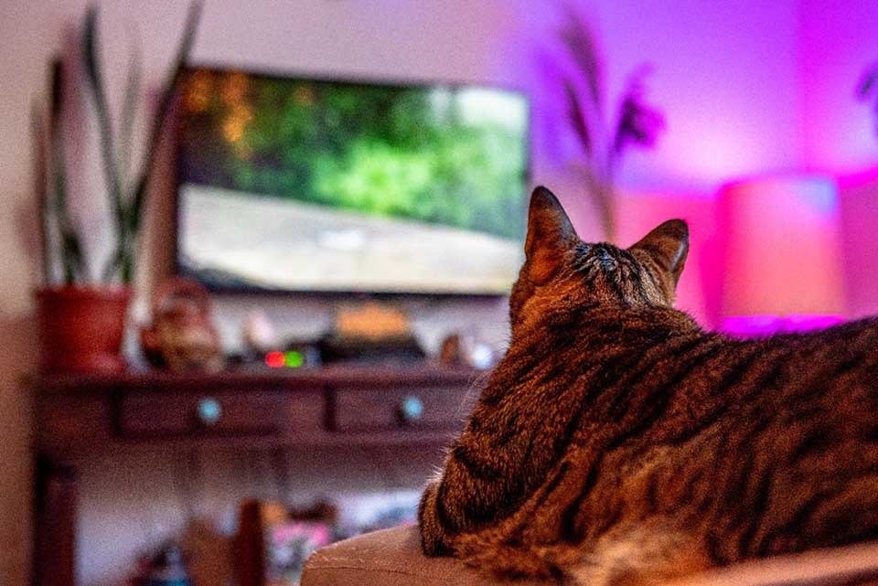 Vídeos de pássaros para gatos assistirem - TV para gatos (NOVO) 