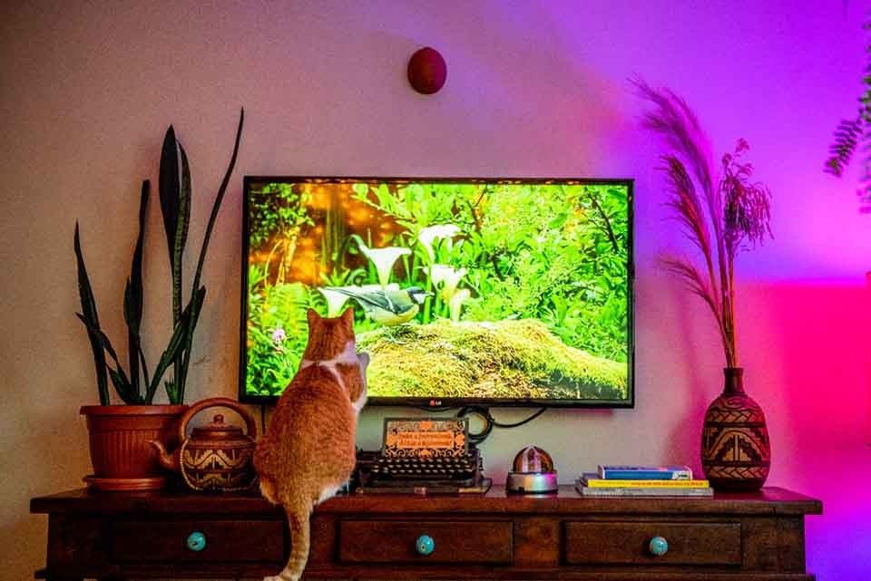 Gato na TV