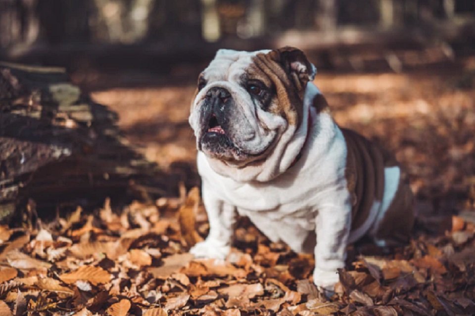 Raças de cachorro: Buldogue Inglês, Artigos